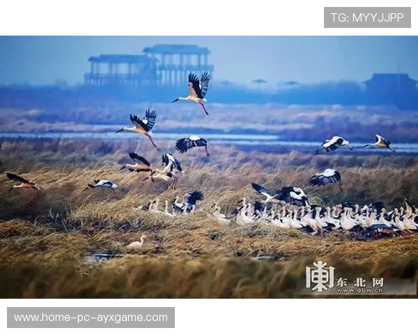 阿隆索湿地起飞表演